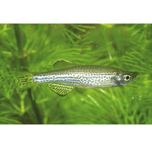 Leopardenbärbling Danio rerio in einem bepflanzten Aquarium.