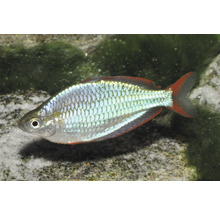 Diamant-Regenbogenfisch Melanotaenia praecox mit bläulich schimmernden Schuppen und rötlichen Flossen in einem Aquarium.