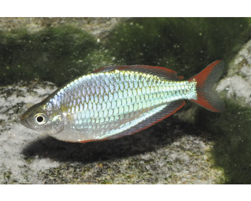 Diamant-Regenbogenfisch Melanotaenia praecox mit bläulich schimmernden Schuppen und rötlichen Flossen in einem Aquarium.