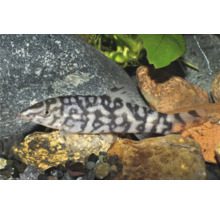 Netzschmerle Botia almorhae Zierfisch im Aquarium über Steinen.