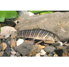Zebraschmerle mit vertikalem Streifenmuster auf Kiesboden in einem Aquarium.