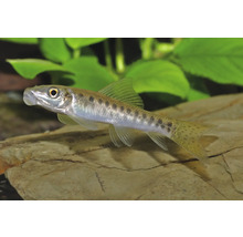 Saugschmerle mit dunklen Punkten auf silbrigem Körper schwimmt im Aquarium über einem Stein vor grünen Pflanzen.