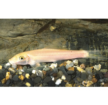 Goldene Saugschmerle Gyrinocheilus aymonieri im Aquarium auf Kiesboden vor einer Steinwand.