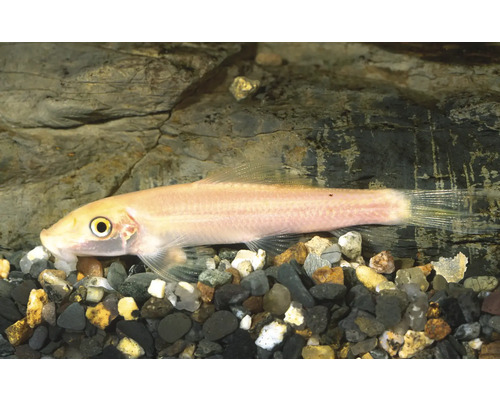 Goldene Saugschmerle Gyrinocheilus aymonieri im Aquarium auf Kiesboden vor einer Steinwand.