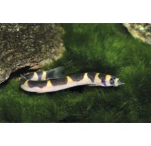 Geflecktes Dornauge mit gelb-schwarzer Streifung in einem Aquarium auf Moos neben einem Stein.
