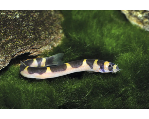 Geflecktes Dornauge mit gelb-schwarzer Streifung in einem Aquarium auf Moos neben einem Stein.