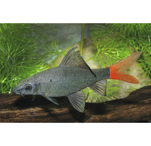 Feuerschwanz-Fransenlipper Aquariumfisch mit schwarzem Körper und roter Schwanzflosse.