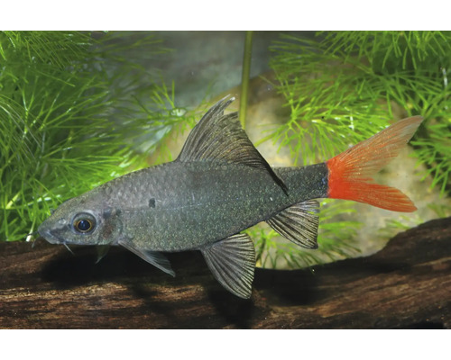 Feuerschwanz-Fransenlipper Aquariumfisch mit schwarzem Körper und roter Schwanzflosse.