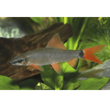 Zierfisch Grüner Fransenlipper im Aquarium mit Wasserpflanzen und Holz. Der Fisch hat einen grauen Körper und leuchtend orangerote Flossen.