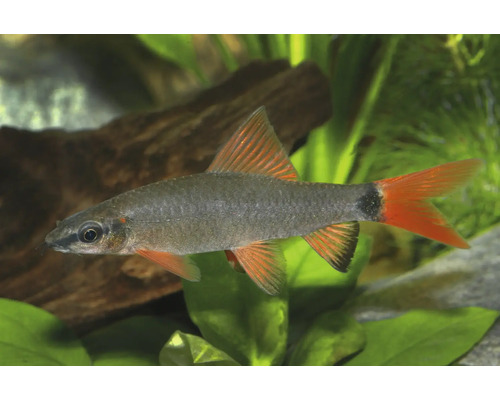Zierfisch Grüner Fransenlipper im Aquarium mit Wasserpflanzen und Holz. Der Fisch hat einen grauen Körper und leuchtend orangerote Flossen.