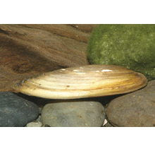 Teichmuschel auf Flusssteinen im Aquarium neben einer Holzwurzel und einem Moosball.