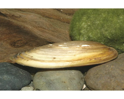 Teichmuschel auf Flusssteinen im Aquarium neben einer Holzwurzel und einem Moosball.