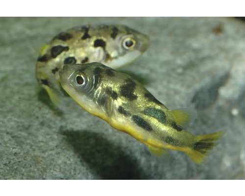 Erbsenkugelfisch Carinotetraodon travancoricus, kleiner Süßwasserzierfisch mit dunklen Flecken für das Aquarium.