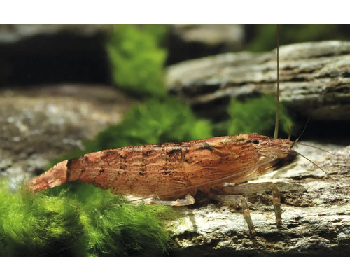 Eine rötlich-braun gefleckte Zwerggarnele auf einem mit Moos bewachsenen Stein im Aquarium.