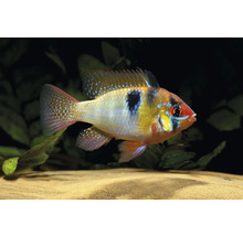 Schmetterlingsbuntbarsch Microgeophagus ramirezi mit blau glänzenden Punkten und schwarzem Seitenfleck im Aquarium.