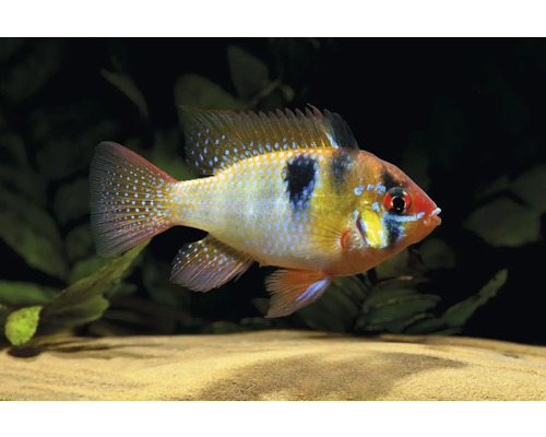 Schmetterlingsbuntbarsch Microgeophagus ramirezi mit blau glänzenden Punkten und schwarzem Seitenfleck im Aquarium.