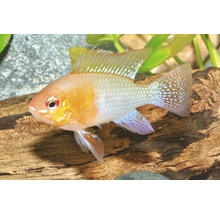 Goldener Schmetterlingsbuntbarsch Mikrogeophagus ramirezi in einem Aquarium vor einer Holzwurzel.