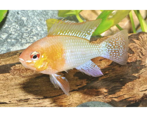 Goldener Schmetterlingsbuntbarsch Mikrogeophagus ramirezi in einem Aquarium vor einer Holzwurzel.