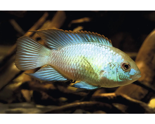 Blaupunktbuntbarsch Andinoacara pulcher mit blau schimmernden Schuppen und Flossen.