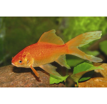 Goldfisch Kometenschweif mit langen Flossen schwimmend in einem hellen, bepflanzten Aquarium über einem Stein.