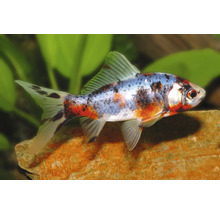 Shubunkin Goldfisch mit buntem Calico Muster im Aquarium bei grünen Wasserpflanzen.