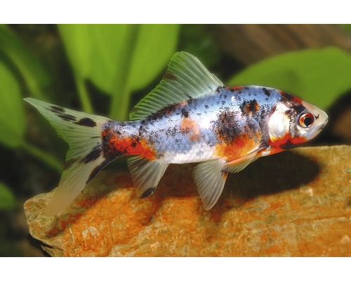 Shubunkin Goldfisch mit buntem Calico Muster im Aquarium bei grünen Wasserpflanzen.