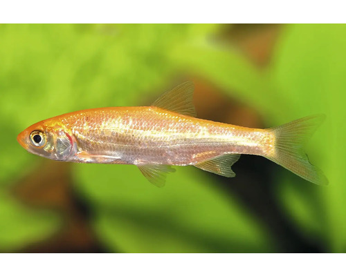 Goldorfe für den Gartenteich oder das Aquarium.