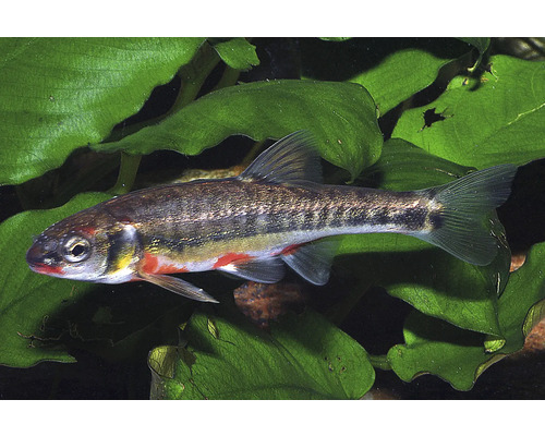 Fisch Elritze - Phoxinus phoxinus Elritze Phoxinus phoxinus schwimmt vor Wasserpflanzen im Aquarium oder Gartenteich.