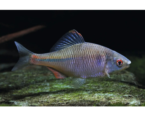 Bitterling Rhodeus amarus in einem Aquarium über einem Stein.
