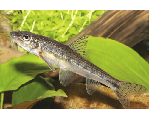 Gründling Gobio gobio im Aquarium vor einer Wasserpflanze.