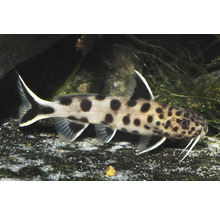 Engelantennenwels mit schwarzen Punkten und langen Barteln im Aquarium über Sandboden.