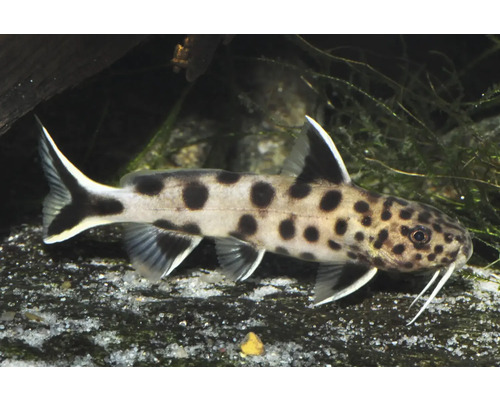Engelantennenwels mit schwarzen Punkten und langen Barteln im Aquarium über Sandboden.