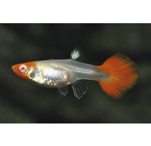 Guppy Poecilia reticulata mit orangefarbenem Kopf, silbrigem Körper und orangefarbener Schwanzflosse.