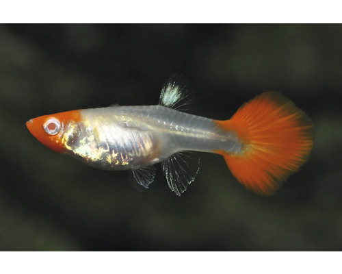 Guppy Poecilia reticulata mit orangefarbenem Kopf, silbrigem Körper und orangefarbener Schwanzflosse.