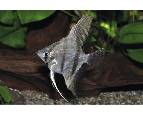 Skalar Pterophyllum scalare im Aquarium vor Wasserpflanzen und Wurzelholz.