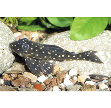 Dunkler Aquarien-Wels mit hellen Punkten auf Kies und Steinen neben Wasserpflanzen.