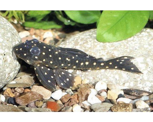 Dunkler Aquarien-Wels mit hellen Punkten auf Kies und Steinen neben Wasserpflanzen.