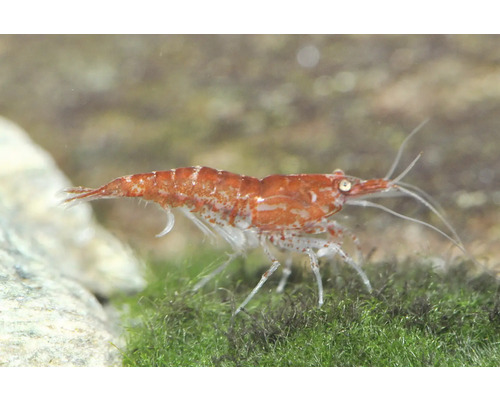 Aquariengarnele mit rot-weißem Muster auf grünem Moos.