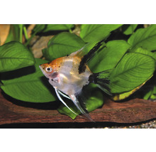 Koi-Skalar (Pterophyllum scalare) mit orangefarbenen und schwarzen Flecken vor grünen Aquarienpflanzen.
