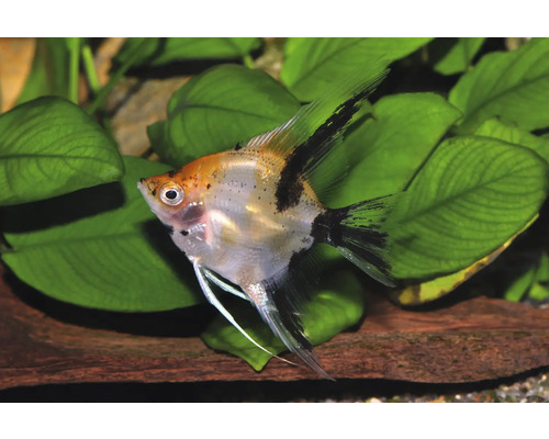 Koi-Skalar (Pterophyllum scalare) mit orangefarbenen und schwarzen Flecken vor grünen Aquarienpflanzen.