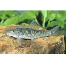 Rötliche Saugbarbe Garra rufa in einem Aquarium auf einem Stein.