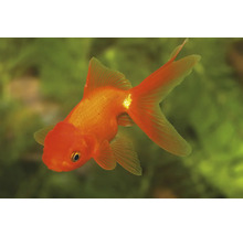 Orangefarbener Goldfisch mit charakteristischem Kopfaufsatz und langen Flossen im Aquarium.