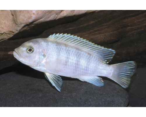 Zierfisch Malawisee-Buntbarsch Metriaclima callainos schwimmend im Aquarium.