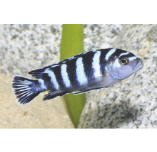 Gestreifter Malawisee-Buntbarsch Pseudotropheus demasoni im Aquarium vor Steinen und einer Wasserpflanze.