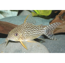 Sterbas Panzerwels (Corydoras sterbai) im Aquarium auf einem Stein.