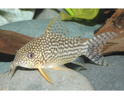 Sterbas Panzerwels (Corydoras sterbai) im Aquarium auf einem Stein.