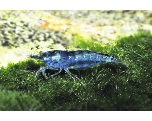 Blaue Zwerggarnele auf Moos im Aquarium