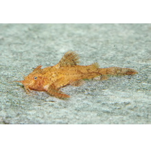 Aquarienfisch Deltaflügel-Zwergwels Erethistes pusillus.