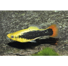 Platy Xiphophorus maculatus, gelb-schwarzer Zierfisch für das Aquarium mit orangefarbener Schwanzflosse.