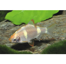 Kleiner Aquarienfisch, Barbe, mit schimmernden Schuppen und orange-roten Flossen.